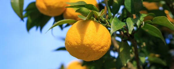 yuzu